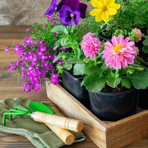 Gardening gloves, shovel, and box full of flowers