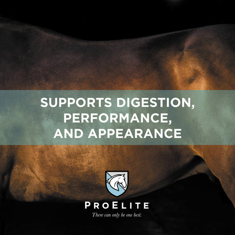 ProElite Senior Horse Feed