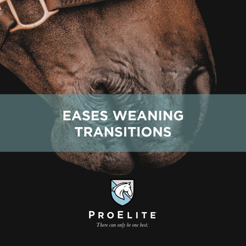 ProElite Growth Horse Feed