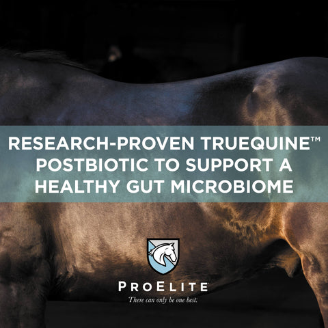 ProElite GutBiome Supplement for Horses