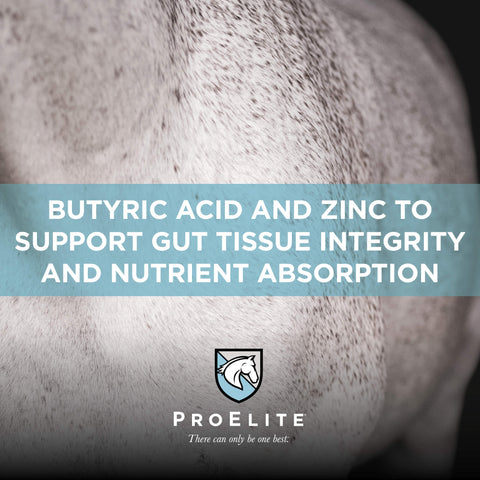 ProElite GutBiome Supplement for Horses