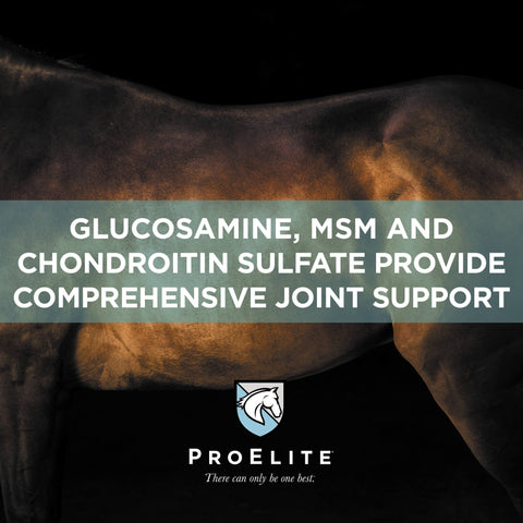 ProElite Joint Supplement for Horses