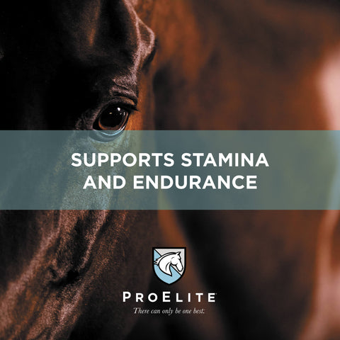 ProElite Performance Horse Feed