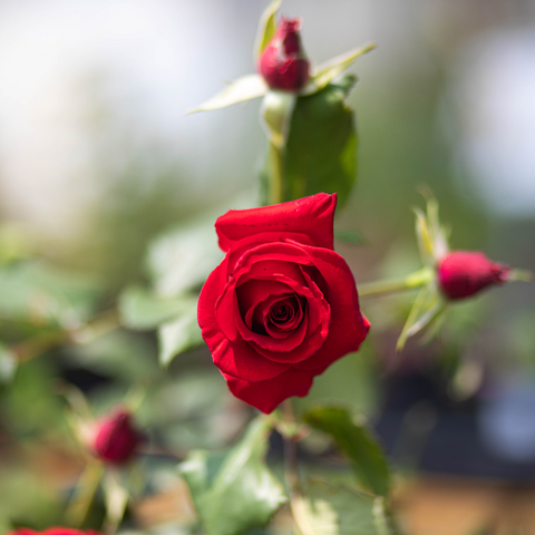 Red Rose blooming