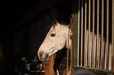 White Horse in a stable