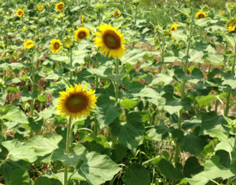 Sportsman Sunflower Seed for planting wildlife plots