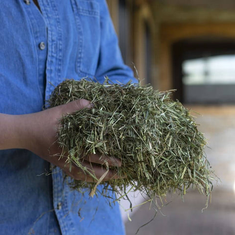 Triple Crown Grass Forage Horse Feed