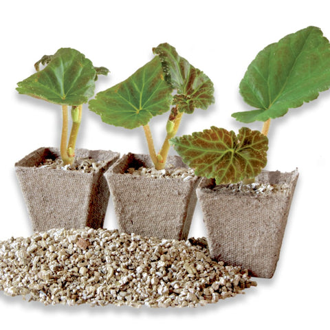 Plants in peat pots with vermiculite