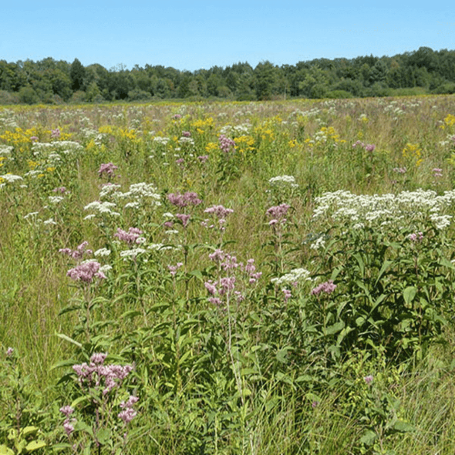 wildflower seeds for wetlands Wet Meadow Seed Mixture | Native Wetland Plant Seeds