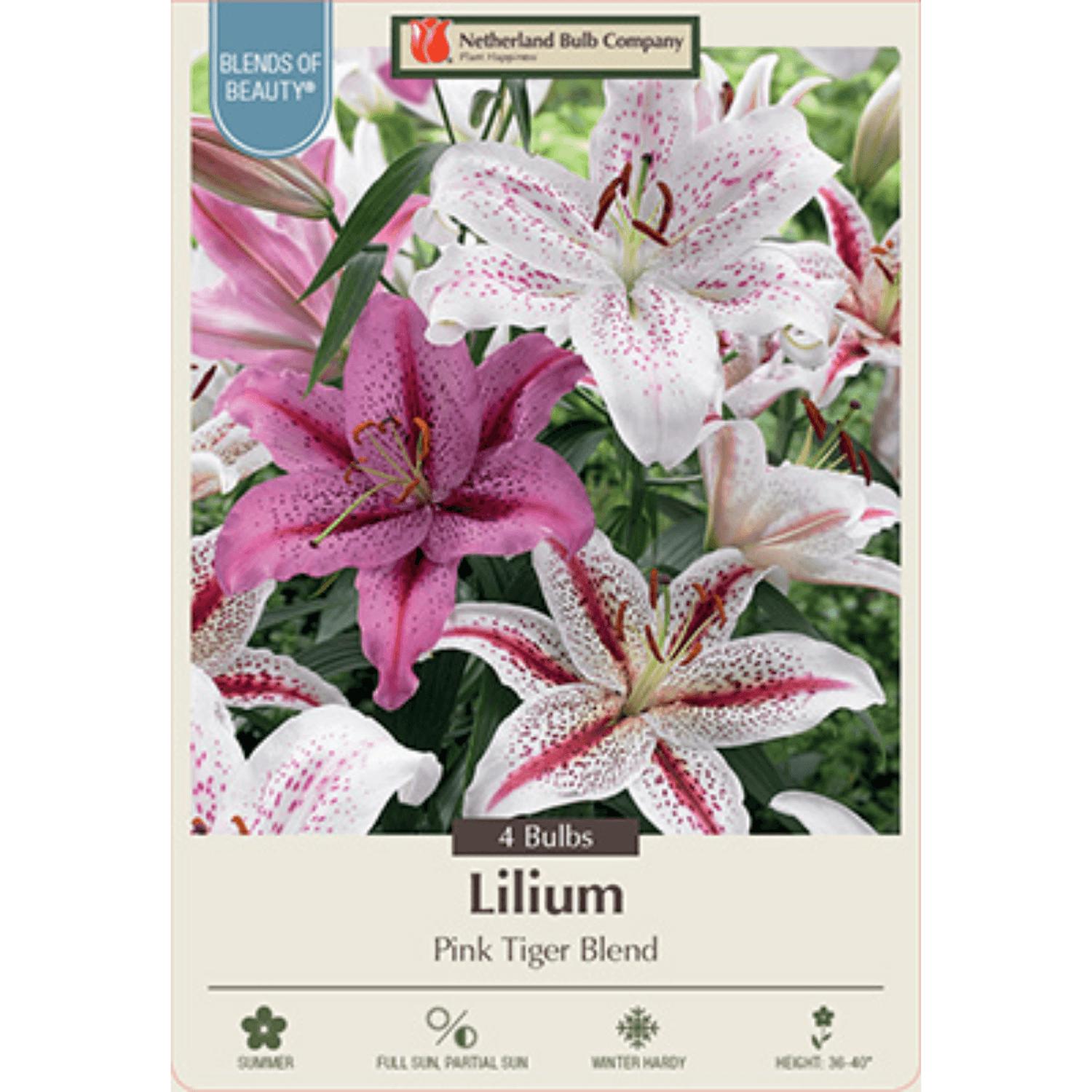 Tiger Lily – Lilium Tigrinum 'Pink Tiger Blend'