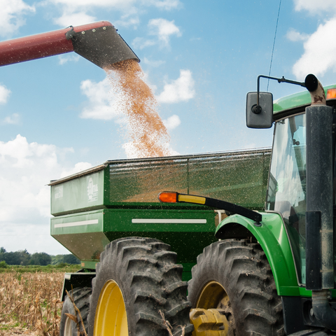 Store Grain Pest-Free