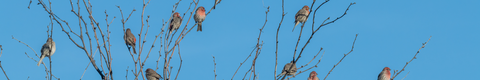 House Finches 