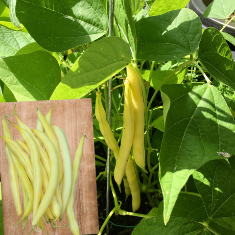 Yellow Wax Bean