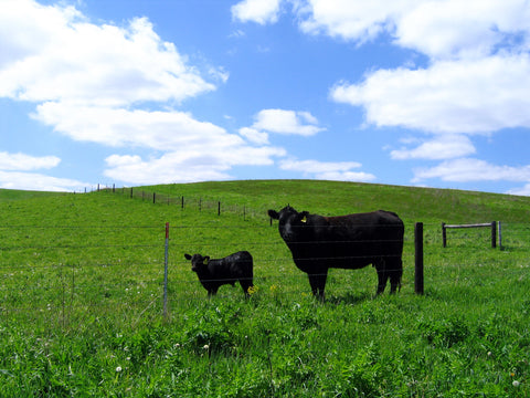 Angus cow and Calf standing in field