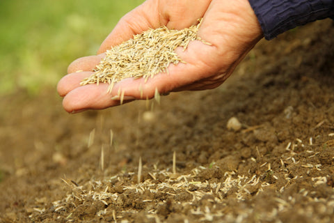 Sprinkling Grass Seed on a bare spot by hand