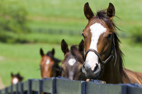 Horses standing at a fence