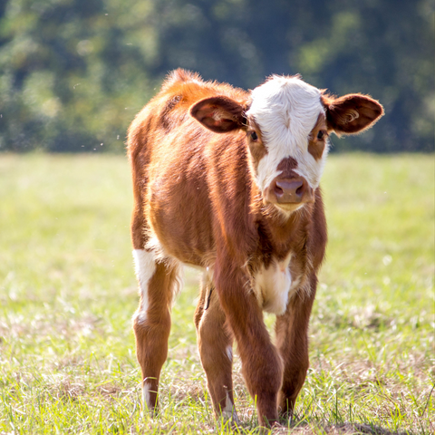 Calf in a pasture