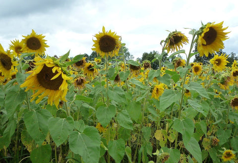 Mammoth Sunflowers field grown