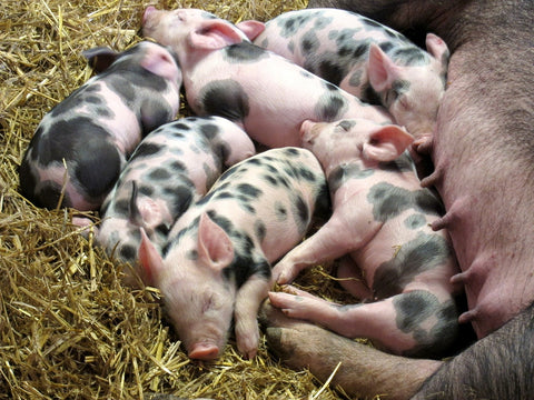 six piglets sleeping