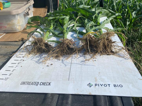 Corn roots with pivot bio