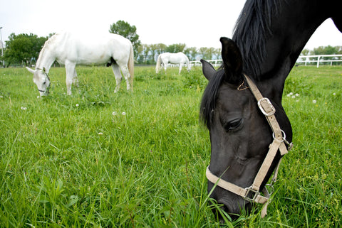 Three horses grazing