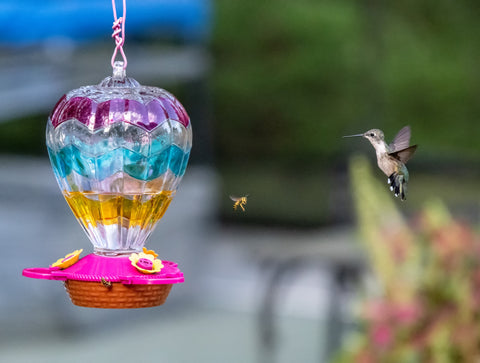 Hummingbird with a bee at a feeder