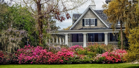 House with Azaleas