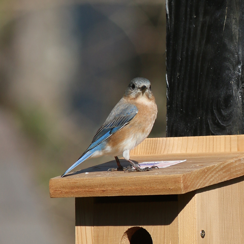 Bluebird on bird house
