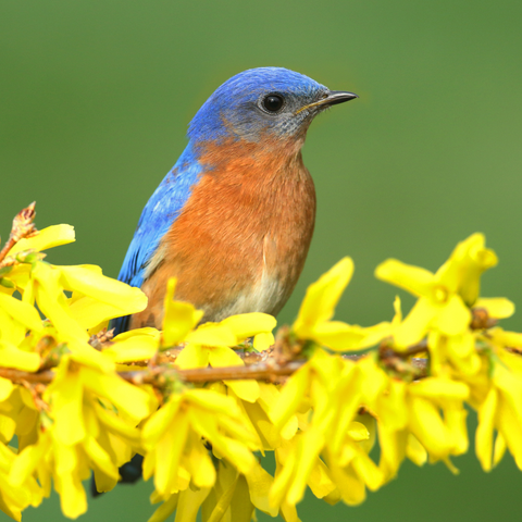 Bluebird sitting on a flowered tree branch