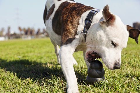 Kong Extreme Dog Toy