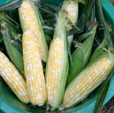Butter Sugar Sweet Corn Hybrid - Mill Seeds