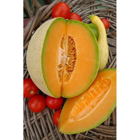 The Mill Athena Cantaloupe Seed