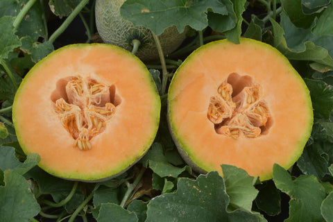 Cantaloupe Seed Athena - The Mill