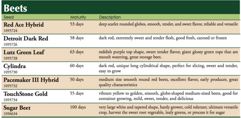 Cylindra Beet Vegetable Seed