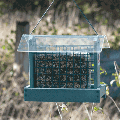 Going Green Peanut/Suet Feeder
