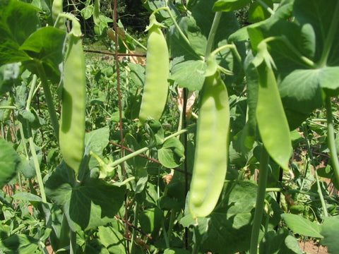Mammoth Melting Pea