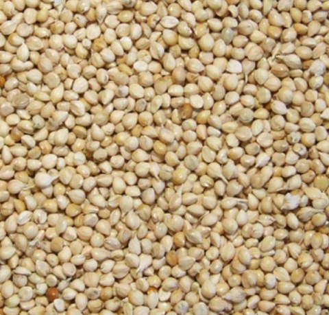 Stoltzfus White Millet