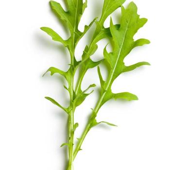 Arugula Roquette
