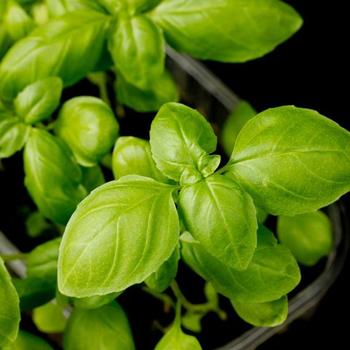 Basil Italian