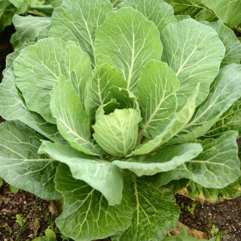 Georgia Southern Collards