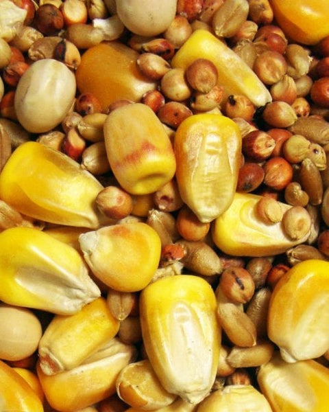 Browns Pigeon Park Small Corn Pigeon Feed