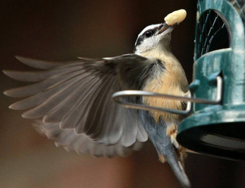 Why feed the birds?