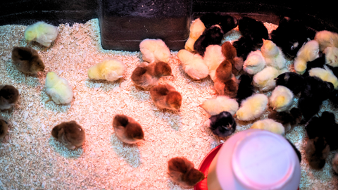 Brooding Basics: Feeding & Care for Healthy Chicks