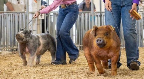 Pigs walking across a ring