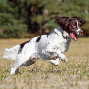 April Breed of the Month: English Springer Spaniel