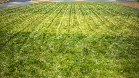 Vibrant spring grass recently mowed