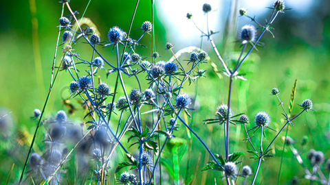 Identifying Common Lawn Weeds and How to Get Rid of Them