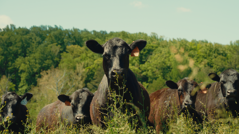 Flies and Cattle: A Livestock Specialist's Guide to Protection and Control