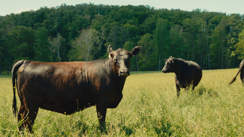 Heat Stress in Show Animals: How to Manage Performance When Temperatures Rise