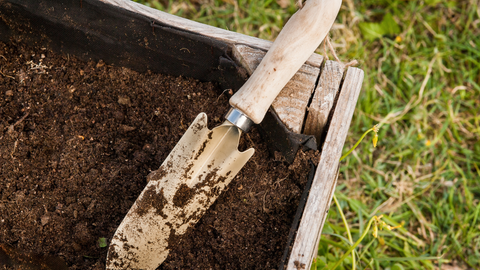 Succession Planting in July: What You Can Still Start for a Fall Harvest